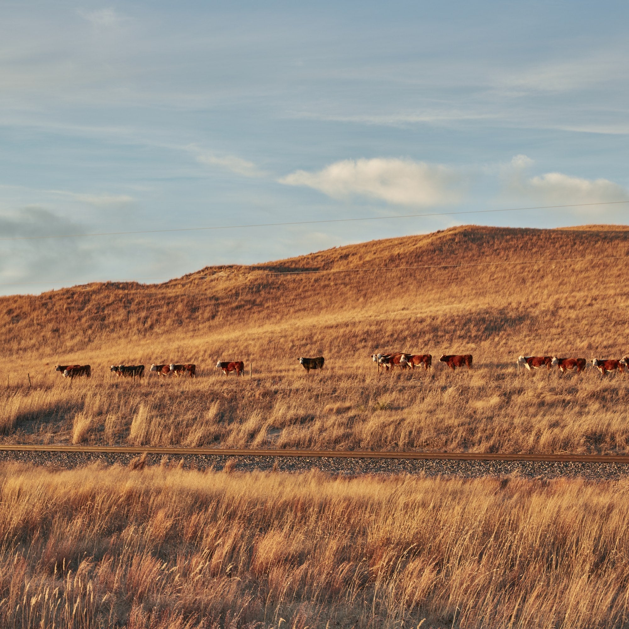 Open Range